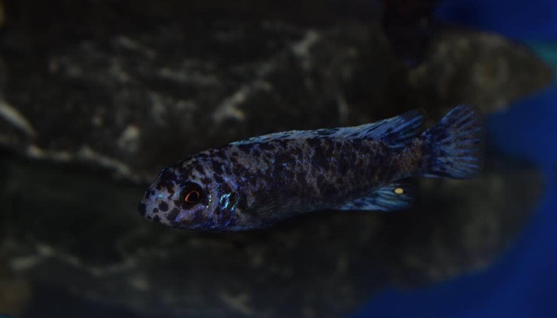 Labeotropheus trewavasae 'Chidunga Rocks'